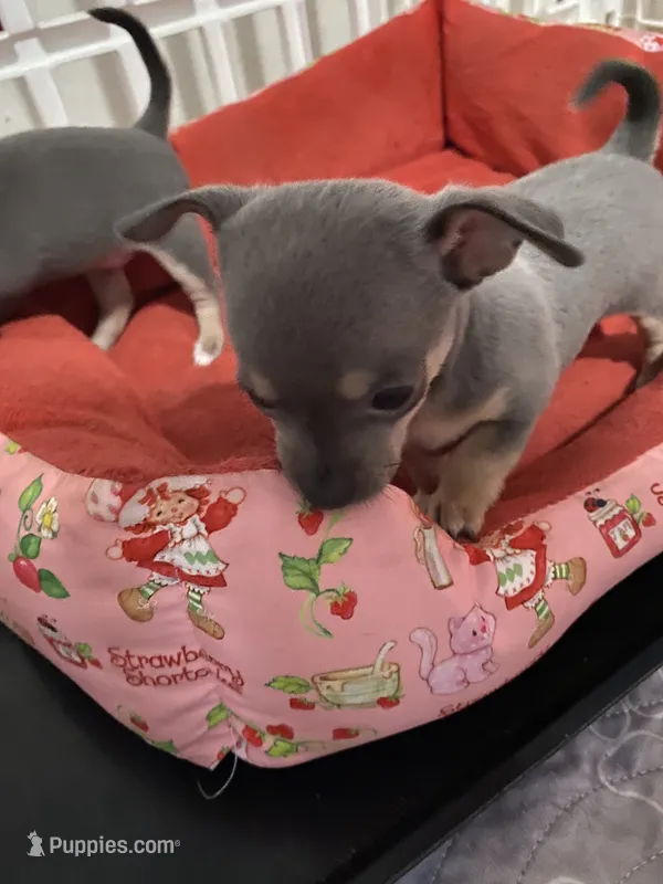 Blue boy – Chihuahua puppy for sale in Salisbury, NC