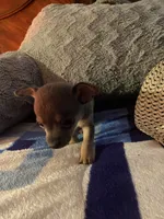 Blue boy, a male Chihuahua for sale in Salisbury, NC – 5 of 10