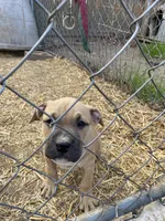 Pitt, a male American Pit Bull Terrier for sale in Salisbury, NC – Photo 2 of 4