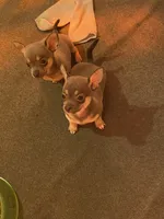 Blue boy, a male Chihuahua for sale in Salisbury, NC – 2 of 10