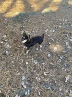 June june, a  Chihuahua for sale in Salisbury, NC – 5 of 5