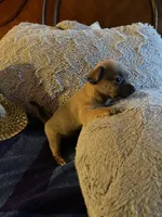 Mark brown with dark blue face, a male Chihuahua for sale in Salisbury, NC – Photo 4 of 10