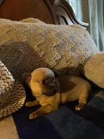 Mark brown with dark blue face, a male Chihuahua for sale in Salisbury, NC – Photo 3 of 10