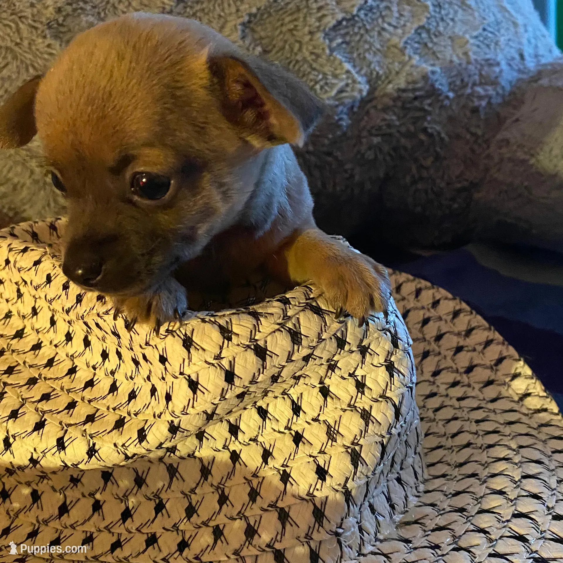 Mark brown with dark blue face – Chihuahua puppy for sale in Salisbury, NC