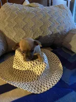 Mark brown with dark blue face, a male Chihuahua for sale in Salisbury, NC – Photo 8 of 10