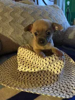 Mark brown with dark blue face, a male Chihuahua for sale in Salisbury, NC – Photo 7 of 10