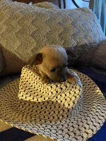 Mark brown with dark blue face, a male Chihuahua for sale in Salisbury, NC – Photo 9 of 10