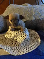 Mark brown with dark blue face, a male Chihuahua for sale in Salisbury, NC – Photo 5 of 10