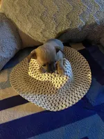 Mark brown with dark blue face, a male Chihuahua for sale in Salisbury, NC – Photo 10 of 10