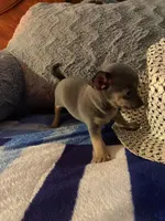 Blue boy, a male Chihuahua for sale in Salisbury, NC – 8 of 10