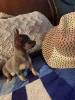Girl chihuahua , a female Chihuahua for sale in Salisbury, NC – 7 of 10
