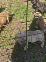 Max, a male American Pit Bull Terrier for sale in Salisbury, NC – Photo 4 of 4