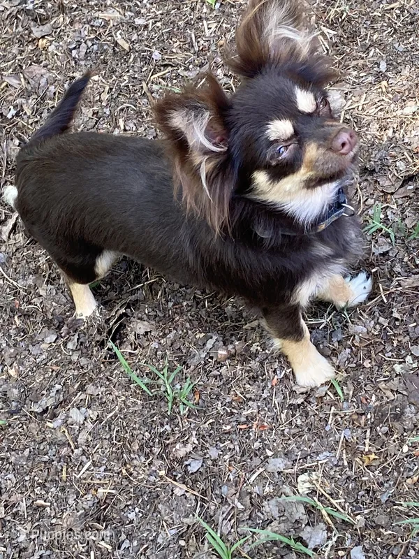 June june – Chihuahua puppy for sale in Salisbury, NC