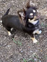 June june, a  Chihuahua for sale in Salisbury, NC – 1 of 5