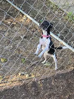 Fee fee, a female Chihuahua for sale in Salisbury, NC – 4 of 7