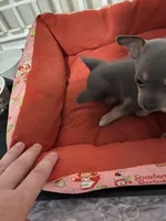 Blue boy, a male Chihuahua for sale in Salisbury, NC – 7 of 9