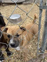 Pitty, a male American Pit Bull Terrier for sale in Salisbury, NC – Photo 2 of 2