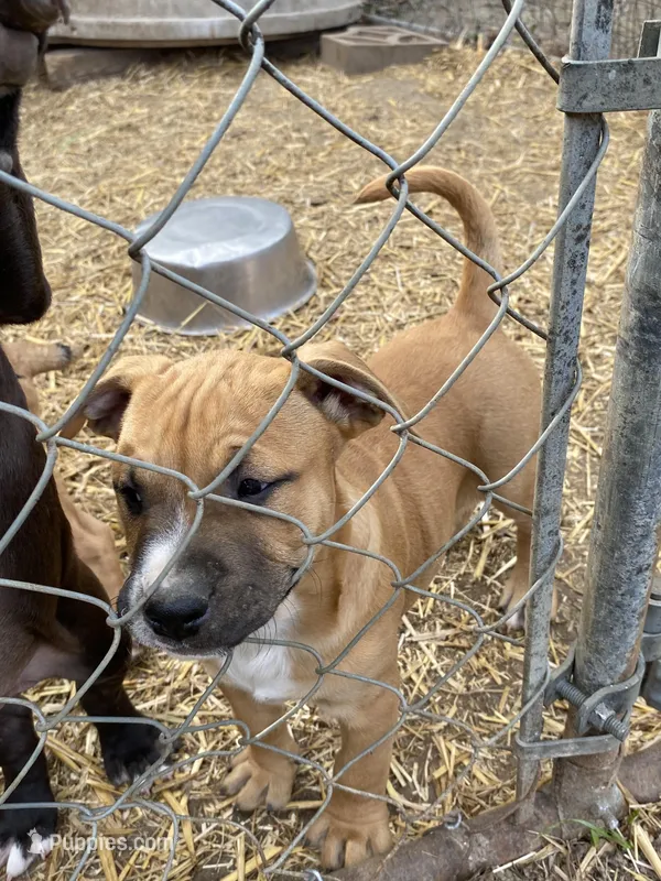 Pitty – American Pit Bull Terrier puppy for sale in Salisbury, NC