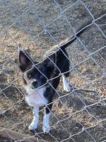 Sky, a female Chihuahua for sale in Salisbury, NC – 4 of 7