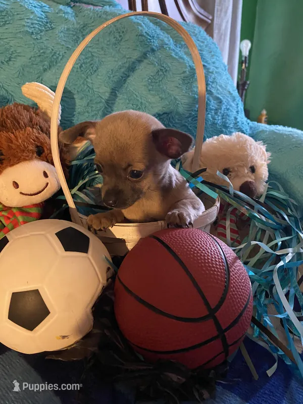 Loving lavender CKC – Chihuahua puppy for sale in Salisbury, NC