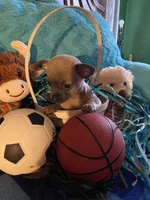 Loving lavender CKC, a male Chihuahua for sale in Salisbury, NC – Photo 1 of 9