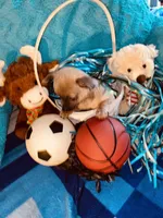 Loving lavender CKC, a male Chihuahua for sale in Salisbury, NC – Photo 4 of 9