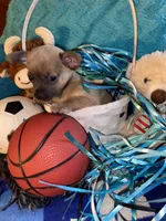 Loving lavender CKC, a male Chihuahua for sale in Salisbury, NC – Photo 2 of 9