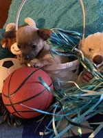 Loving lavender CKC, a male Chihuahua for sale in Salisbury, NC – Photo 5 of 9