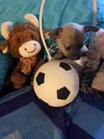 Loving lavender CKC, a male Chihuahua for sale in Salisbury, NC – Photo 7 of 9