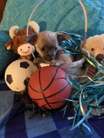 Loving lavender CKC, a male Chihuahua for sale in Salisbury, NC – Photo 8 of 9