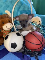 Loving lavender CKC, a male Chihuahua for sale in Salisbury, NC – Photo 3 of 9