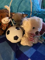 Loving lavender CKC, a male Chihuahua for sale in Salisbury, NC – Photo 6 of 9