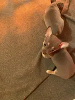 Rosemary , a female Chihuahua for sale in Salisbury, NC – 6 of 10