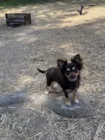 June june, a  Chihuahua for sale in Salisbury, NC – 3 of 5