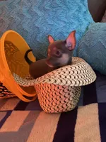 (Ben) blue male, a male Chihuahua for sale in Salisbury, NC – 5 of 10
