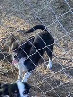 Sky, a female Chihuahua for sale in Salisbury, NC – 3 of 7