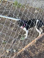 Fee fee, a female Chihuahua for sale in Salisbury, NC – 7 of 7