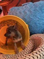 (Ben) blue male, a male Chihuahua for sale in Salisbury, NC – 4 of 10