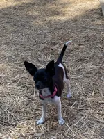 Fee fee, a female Chihuahua for sale in Salisbury, NC – 2 of 7