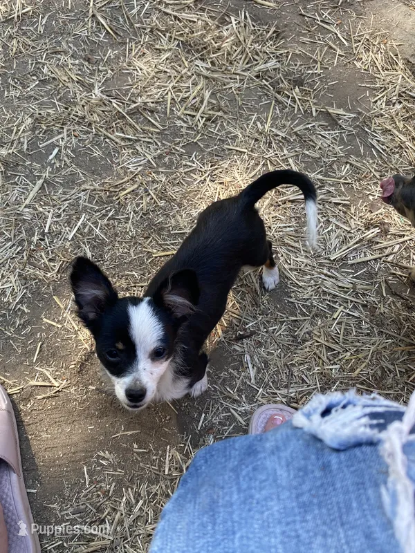 Oreo – Chihuahua puppy for sale in Salisbury, NC