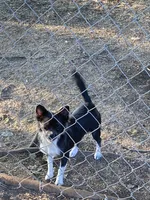 Sky, a female Chihuahua for sale in Salisbury, NC – 6 of 7
