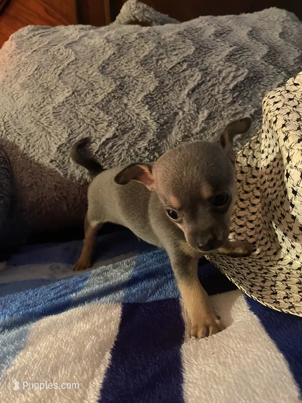 Blue boy – Chihuahua puppy for sale in Salisbury, NC