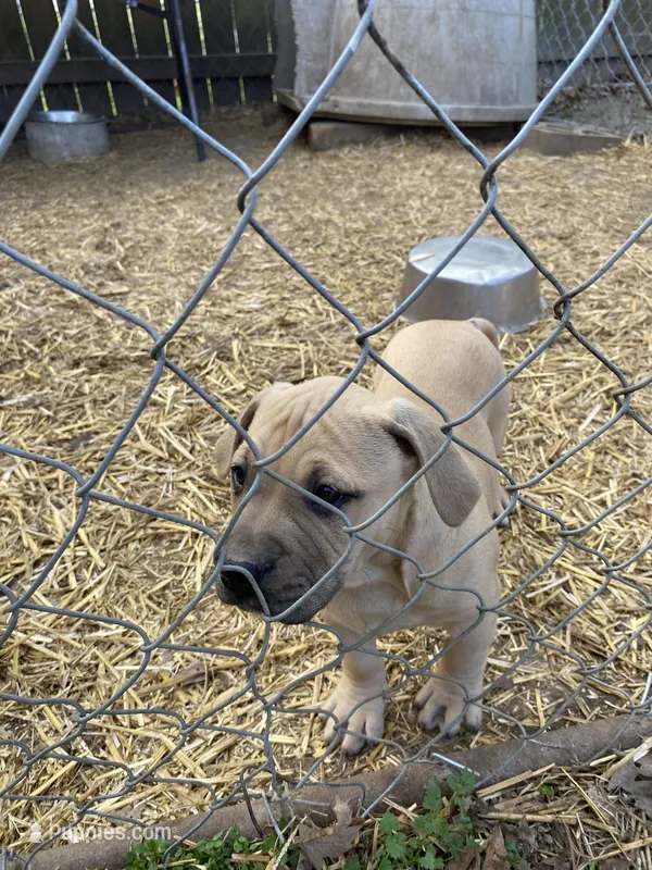 Brown , a male American Pit Bull Terrier for sale in Salisbury, NC – Photo 1 of 1
