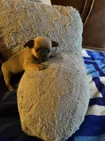 Dark face , a male Chihuahua for sale in Salisbury, NC – Photo 5 of 10