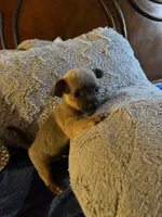 Dark face , a male Chihuahua for sale in Salisbury, NC – Photo 1 of 10