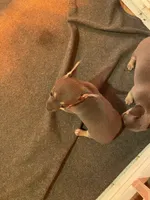 Rosemary , a female Chihuahua for sale in Salisbury, NC – 10 of 10