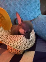 (Ben) blue male, a male Chihuahua for sale in Salisbury, NC – 3 of 10