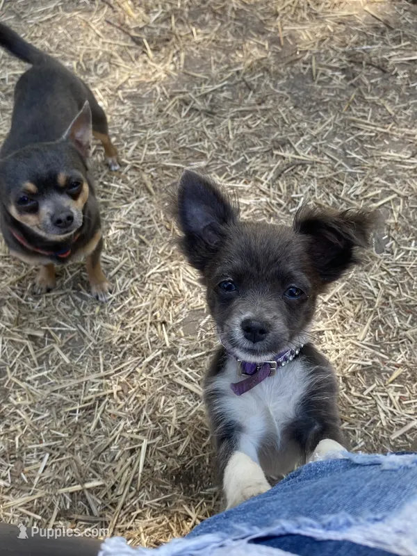 Sky – Chihuahua puppy for sale in Salisbury, NC