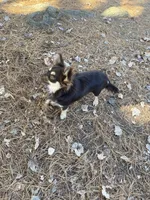 June june, a  Chihuahua for sale in Salisbury, NC – 2 of 5