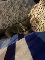 Girl chihuahua , a female Chihuahua for sale in Salisbury, NC – 4 of 10